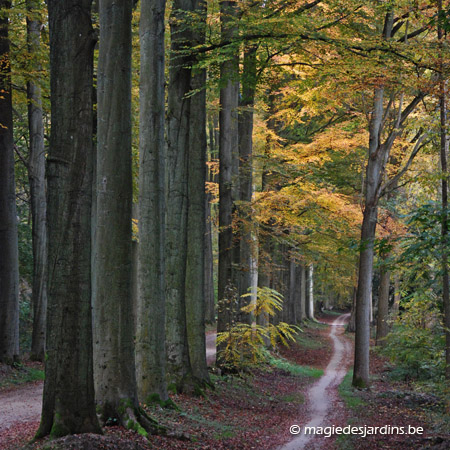 Brabant flamand: Arboretum de Tervuren