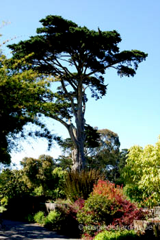 Jardin Botanique de San Francisco