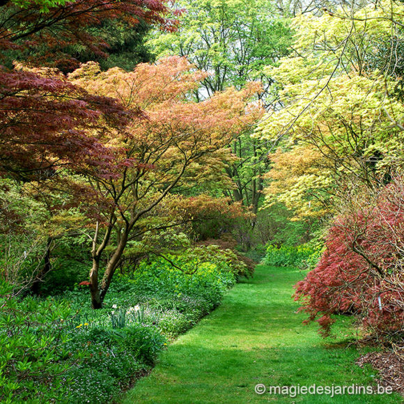 Anvers: Arboretum de Kalmthout