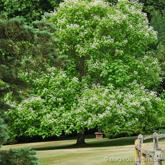 Bomen planten