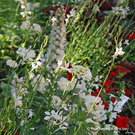 Borderplanten steunen