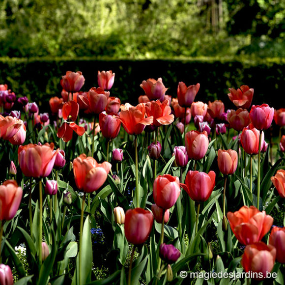 Tuintips voor april