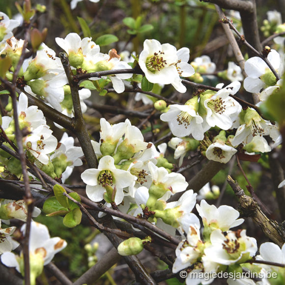 Tuintips voor april