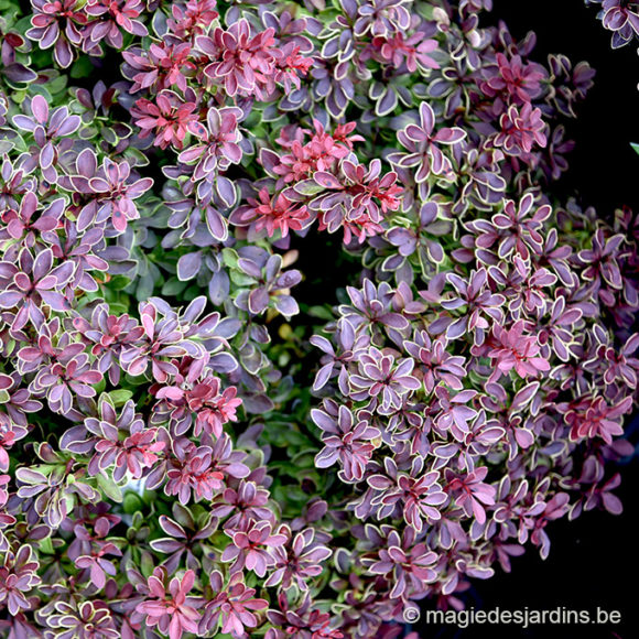 Tuintips voor november