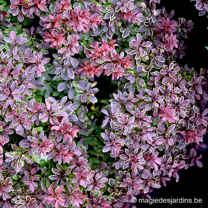 Calendrier-NOV 25-BERBERIS THUMB ADMIRATION Tuintips voor november