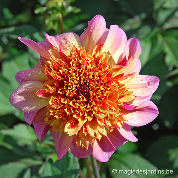 Dahlia’s in uw tuin