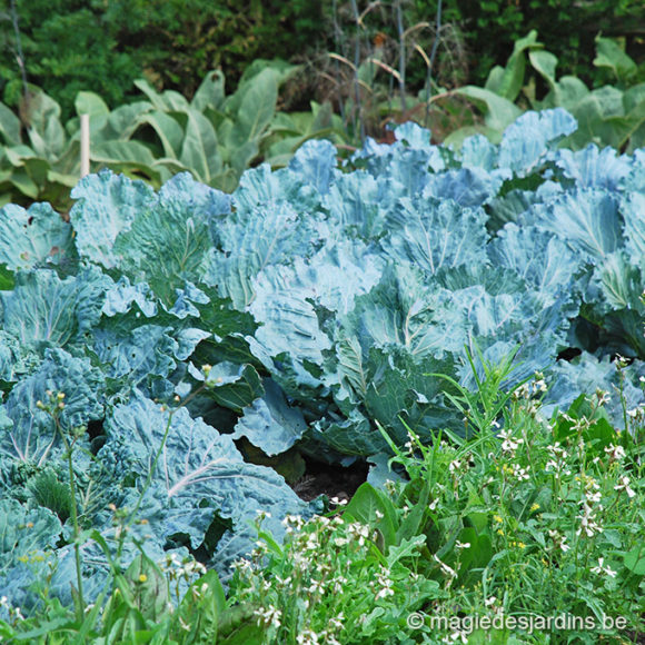 Voeder uw moestuin met compost