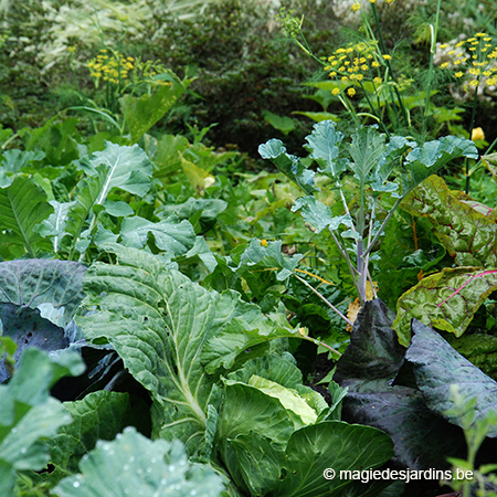 Zomermaanden in de moestuin