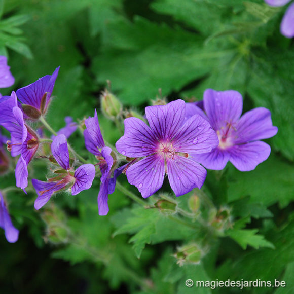 De overwintering van sommige zomerbloeiers