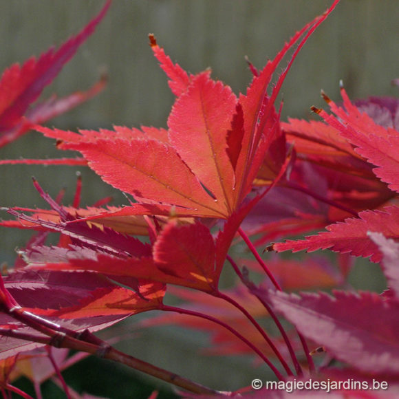 Tuintips voor november