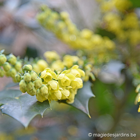 Tuintips voor februari