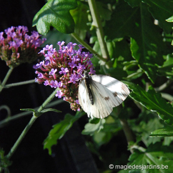 Geef uw tuin aan de vlinders