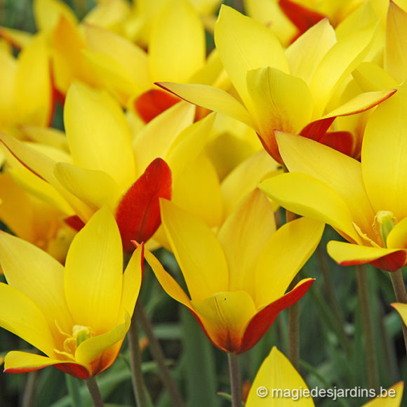 Bereid uw voorjaarspracht in uw tuin met tulpen
