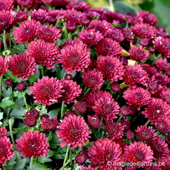 Asters en andere herfstbloeiers