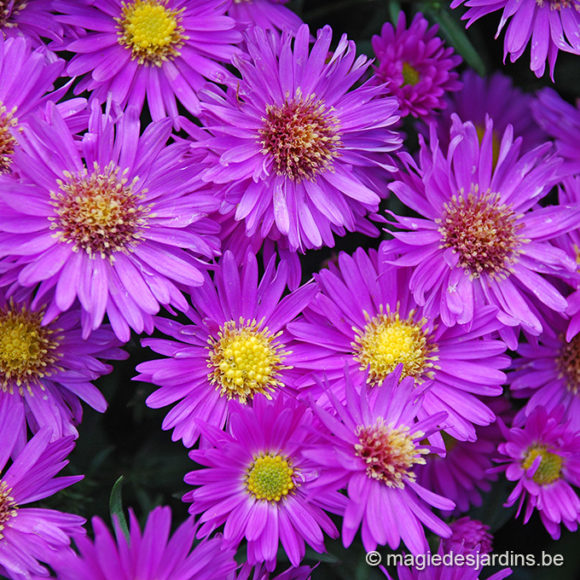 Asters en andere herfstbloeiers