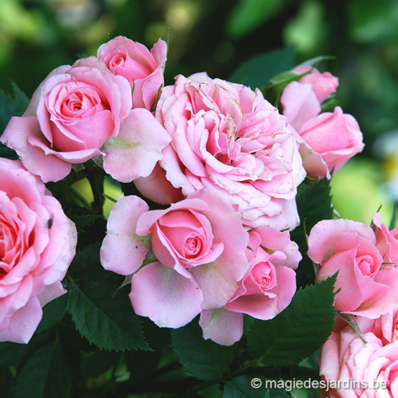 Tuintips voor juni