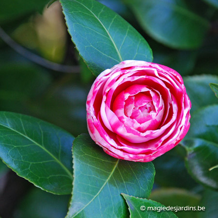 Camelia's voor uw tuin