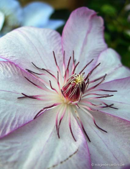 Keuze en planttips voor uw clematissen