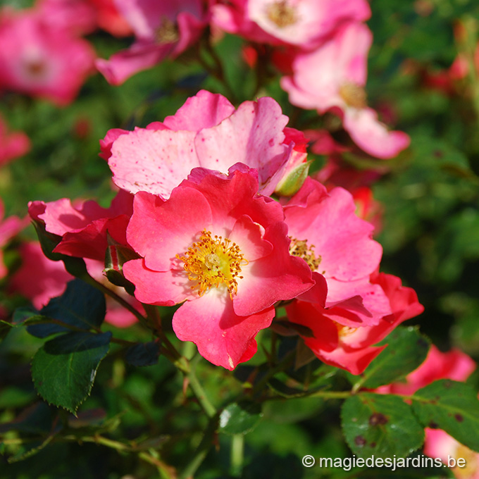entretien rosiers en hiver Bescherm uw rozelaars tegen de vorst