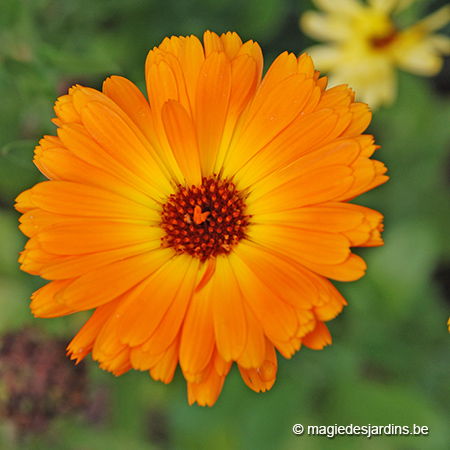 Goudsbloemen in de border en in de moestuin