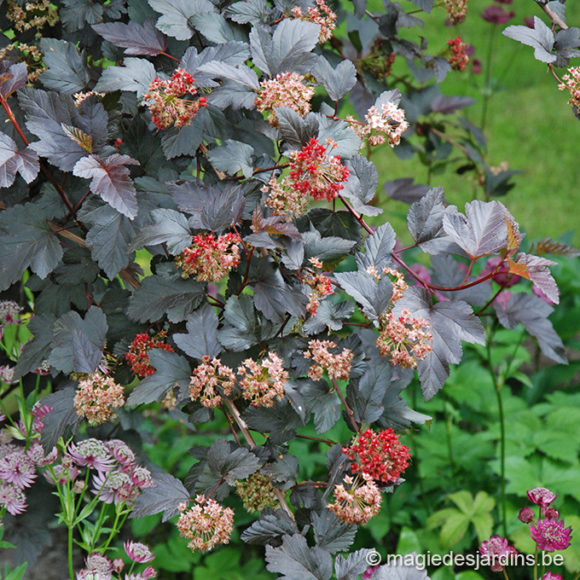 Welk zijn de heesters die je in uw tuin kunt planten ?