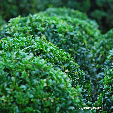 Ilex crenata, dubbelganger voor Buxus