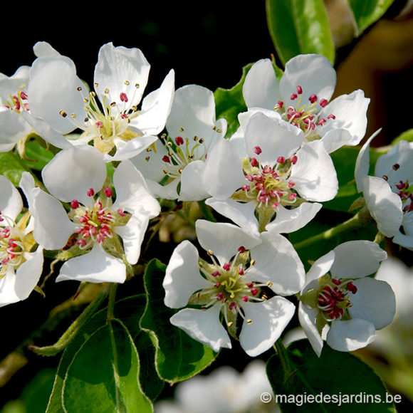 lente-nieuwe tuinjaar Lente: Nieuw tuinjaar uit de startblokken