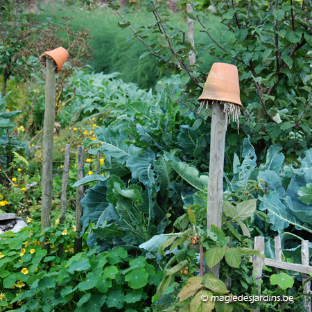 Oktober in de moestuin