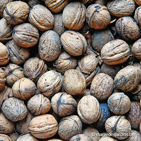 Okkernoot, superfood uit eigen tuin.