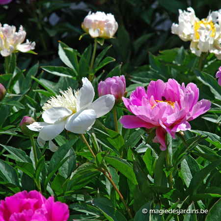 Irissen, pioenrozen en andere prachtige vaste planten in uw tuin