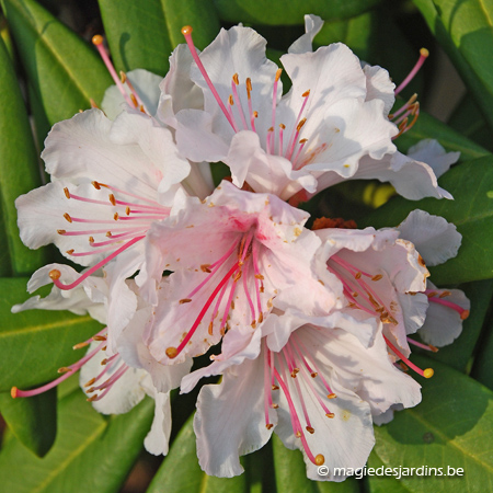 Tuintips voor uw Rodendrons en Azalea's