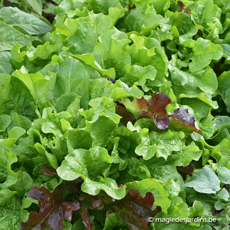 Juni in de moestuin