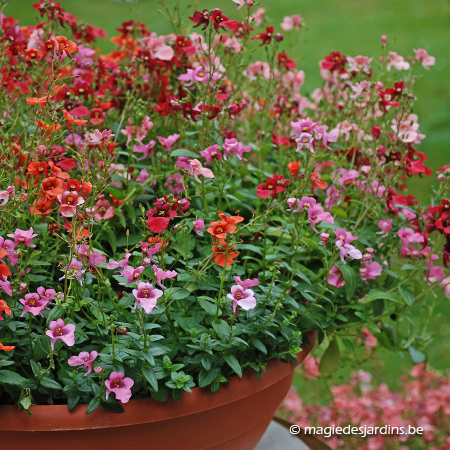 Tips voor uw potplanten en uw bloembakken tijdens de zomerhitte
