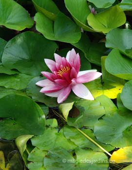 Winterbescherming voor waterplanten