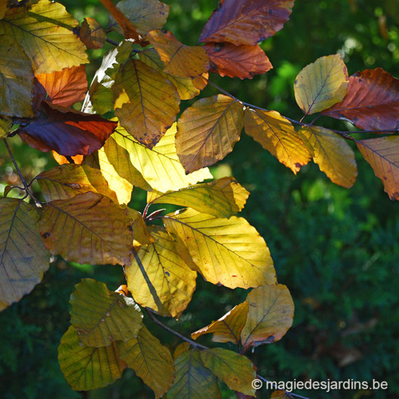 Tuintips voor oktober