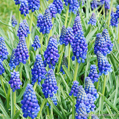 Voorjaarsbloeiers planten in oktober en november