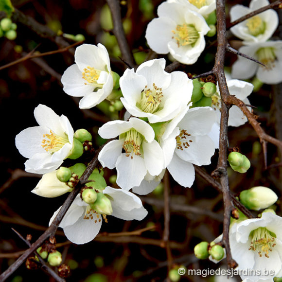 Winterbloeiende heesters