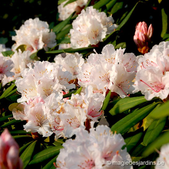 Tuintips voor uw Rodendrons en Azalea’s