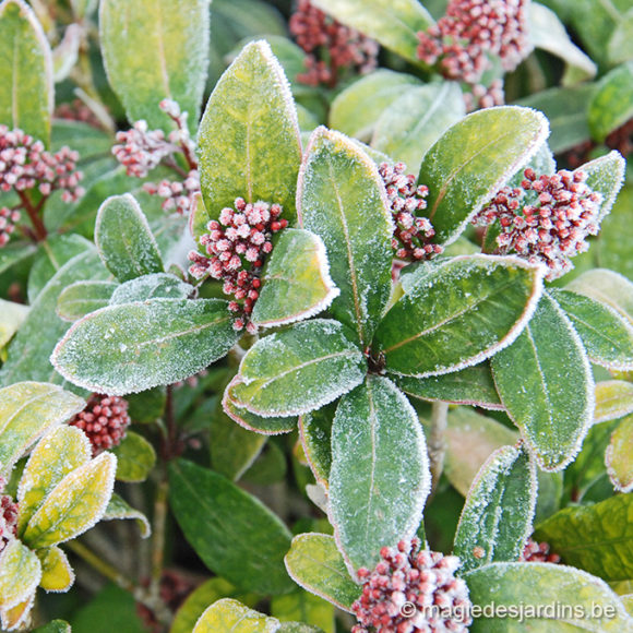 Tuintips voor  januari