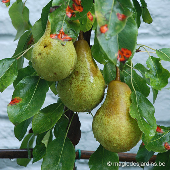 Peren op flessen trekken