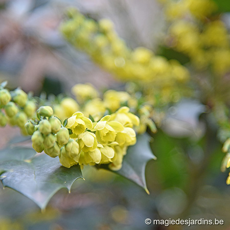 Tuintips voor februari Tuintips voor februari