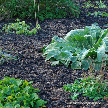 December in de moestuin 2020 December in de moestuin 2020