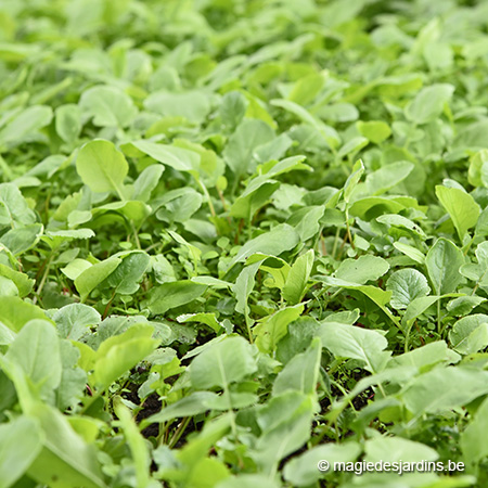 Zaaitips voor de moestuin
